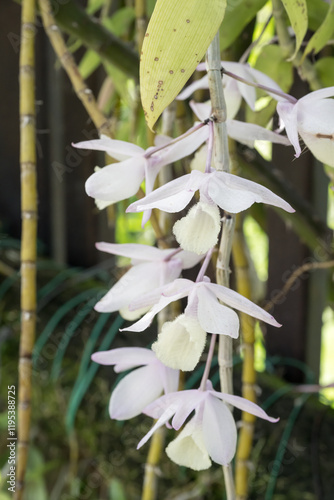 Tableau sur toile Beautiful Hooded Dendrobium (dendrobium aphyllum) flowers.