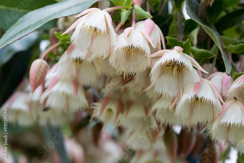 Beautiful Hainan Elaeocarpus (Elaeocarpus hainanensis) flowers. photo