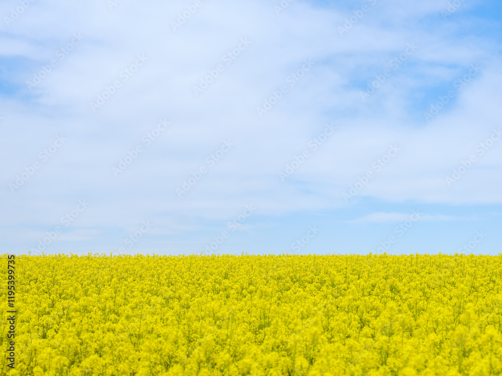 Obraz premium Blühendes Rapsfeld unter blauem Himmel im Frühling