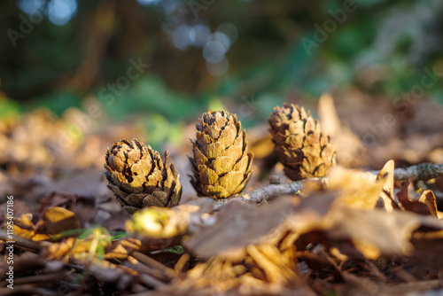Tannenzapfen im Herbstlicht photo