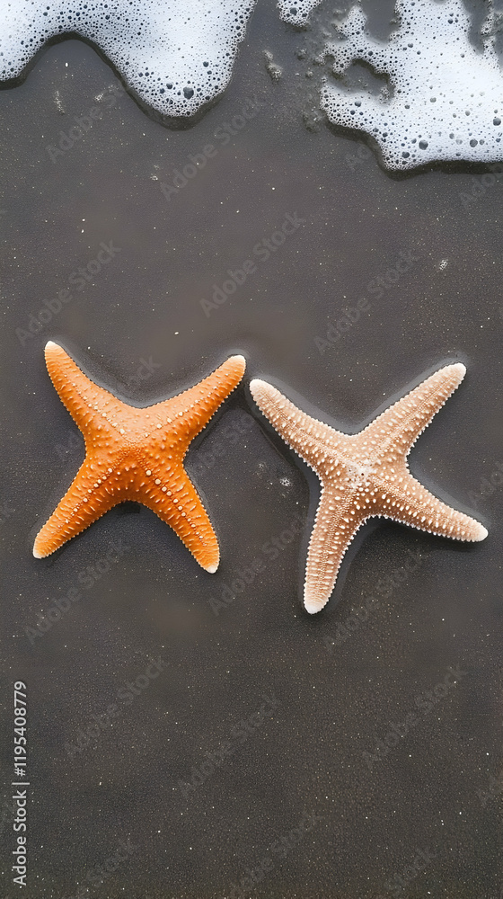 Ocean Starfish Duo Illustration Ocean Starfish Duo Illustration