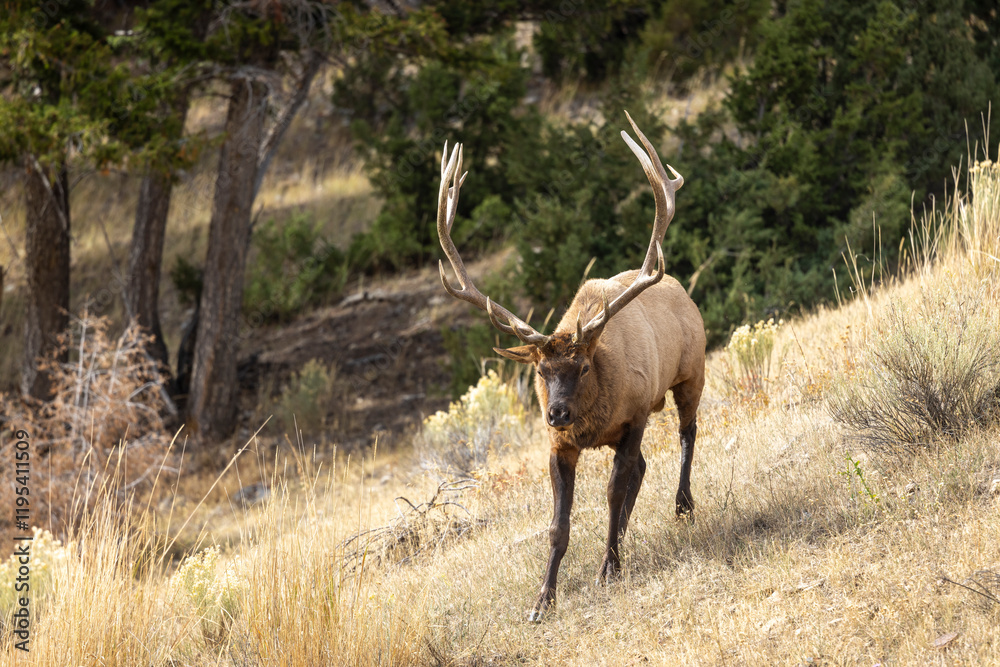Bull Elk in Yellowstone National Park Wyoming During the Rut in Autumn Bull Elk in Yellowstone National Park Wyoming During the Rut in Autumn