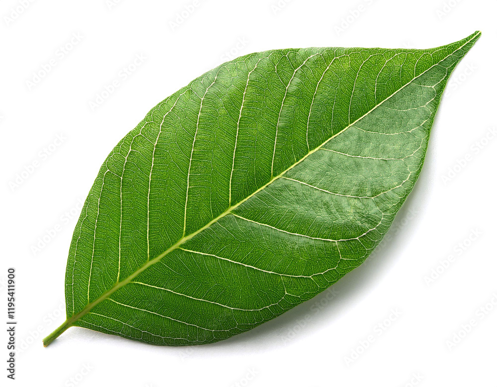 Obraz premium 緑色の葉（Green leaf on white background） 