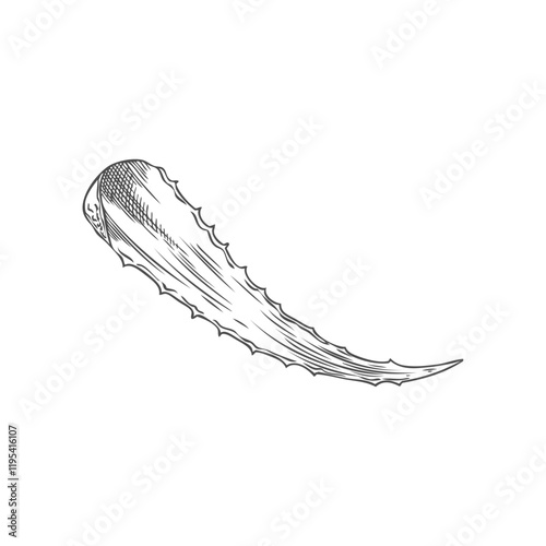 Vector element of leaf of aloe vera plant with long spikes on a white background