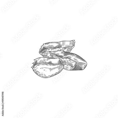 Vector illustration in black and white outline style depicting aloe vera slices.
