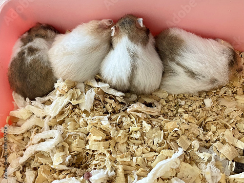 Sliping small Syrian hamsters indoor