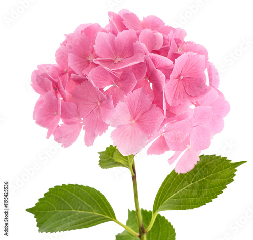 Pink Hydrangea  flowers