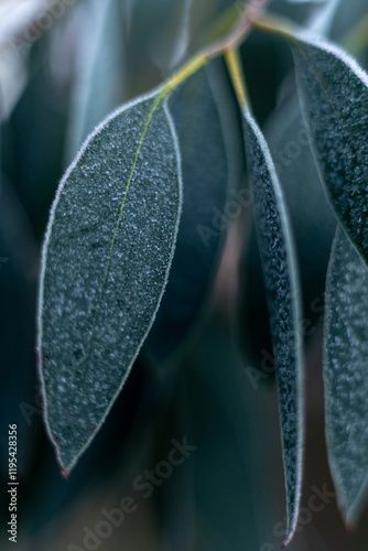 Billede på lærred Eucalyptus covered in hoar frost,