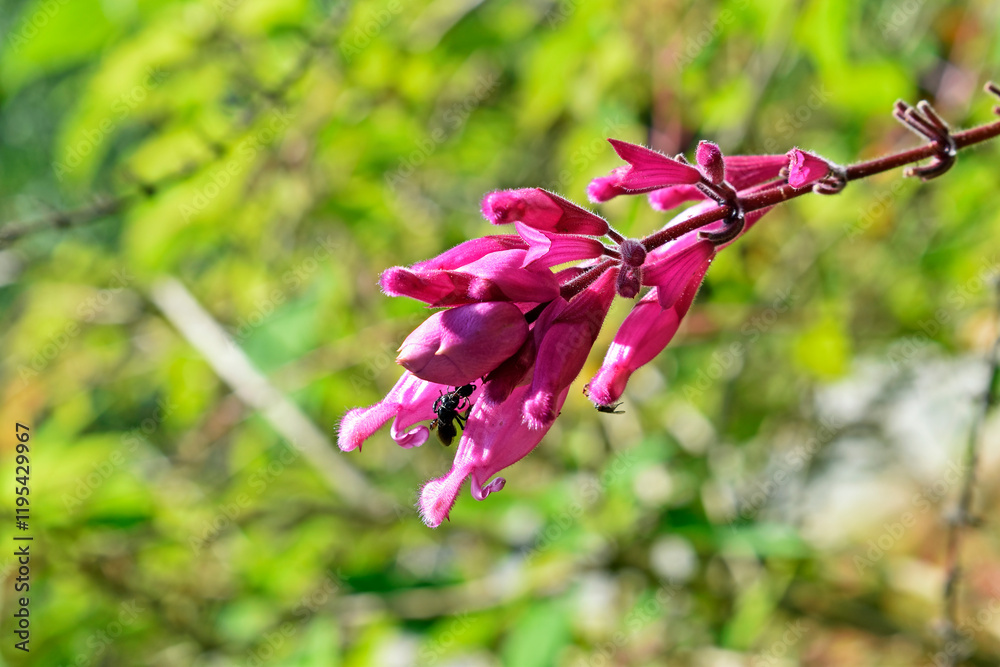 Stingless bee pollinating roseleaf sage flowers (Salvia involucrata)