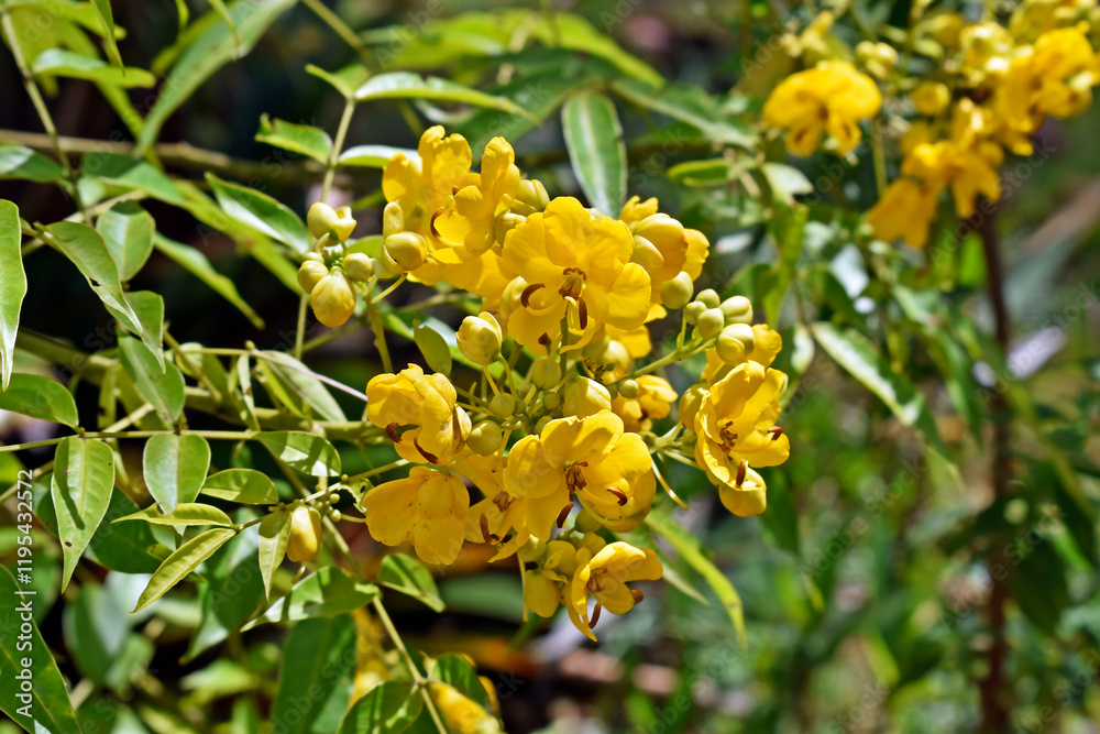 Arsenic bush flowers (Senna septemtrionalis) on garden