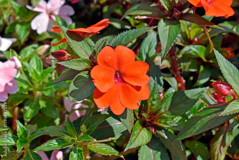 New Guinea Impatiens flowers on garden