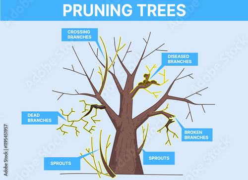 Pruning trees. Pruning Method. Educational illustration. Vector illustration. 