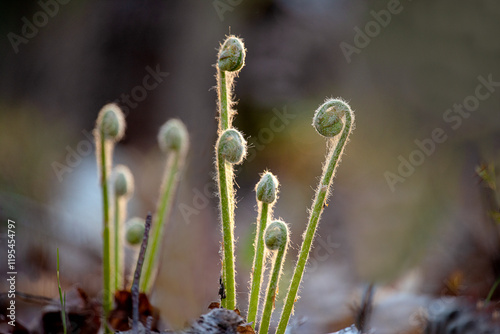spring young shoots sprouts of fern in forest. Fiddlehead photo