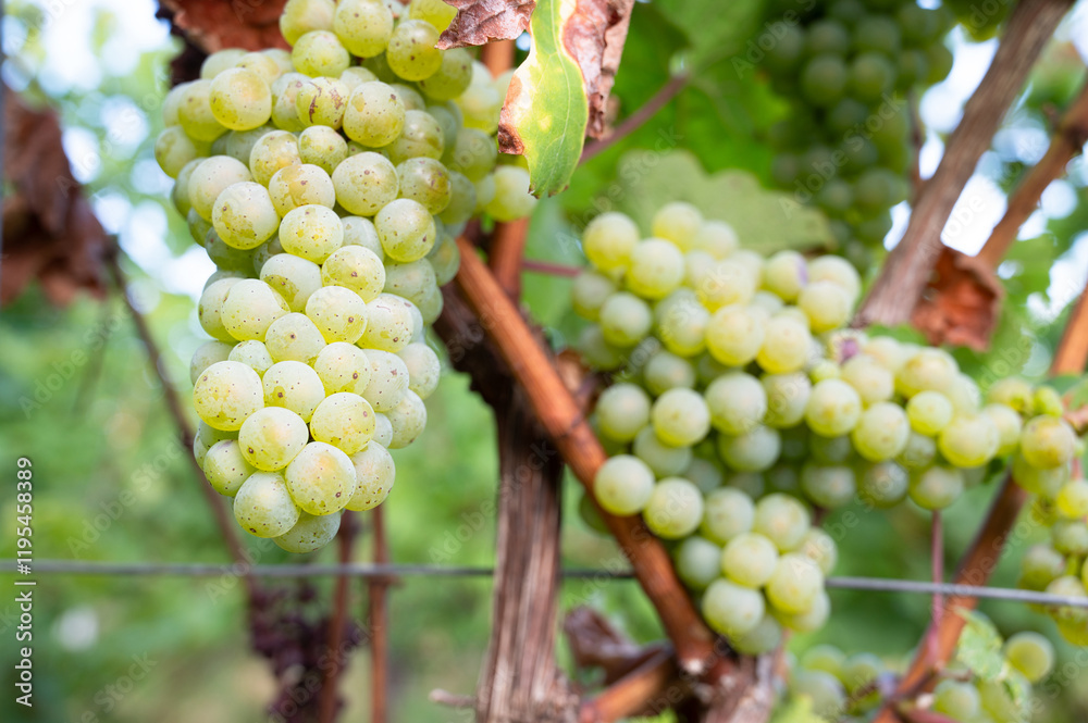 Green riesling wine grapes growing on vine, vineyard in Trier, Moselle Valley Germany, landscape and agriculture, rhineland palatine Green riesling wine grapes growing on vine, vineyard in Trier, Moselle Valley Germany, landscape and agriculture, rhineland palatine