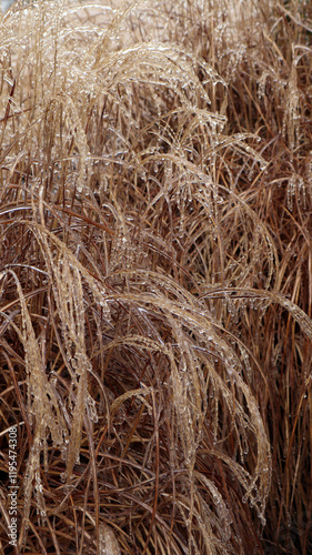 Delicate Adagio Maiden Grass plumes are transformed by freezing rain, their soft strands encased in shimmering ice. Crystal-clear icicles hang from the grass, creating a stunning winter wonderland.
