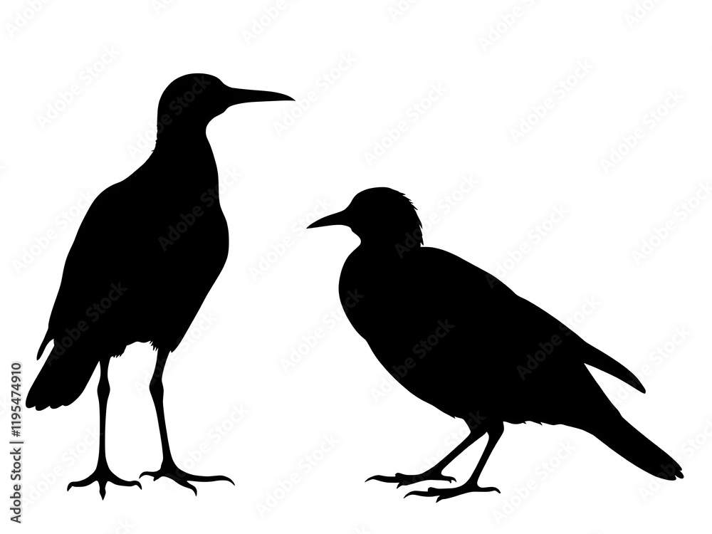 Fototapeta premium Birds silhouette white background