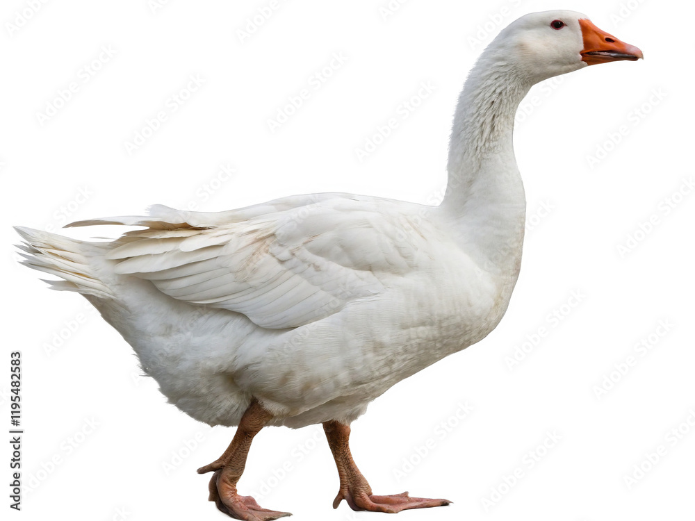 Goose isolated on a transparent background. Goose isolated on a transparent background.