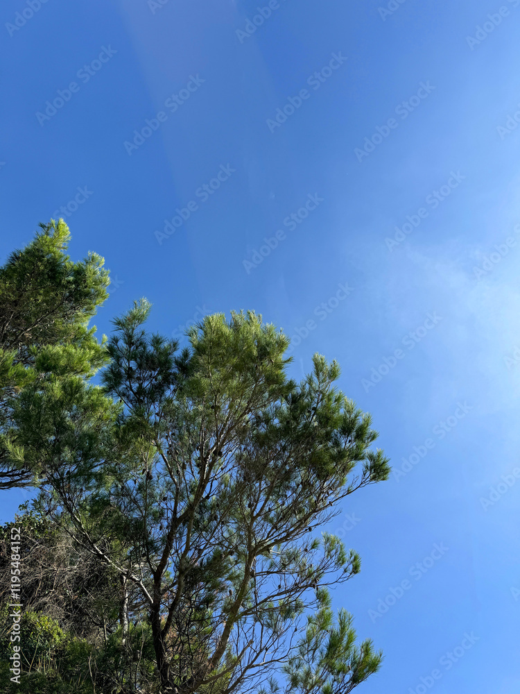 Obraz premium Pine tree against blue sky.