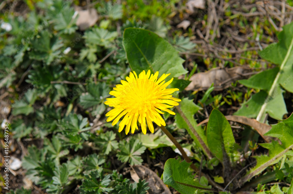 Dandelions field background on spring sunny day. Blooming dandelion. Dandelions field background on spring sunny day. Blooming dandelion.