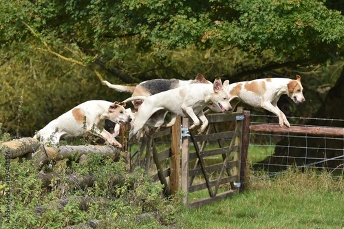A pack of Foxhounds jumping a gate.