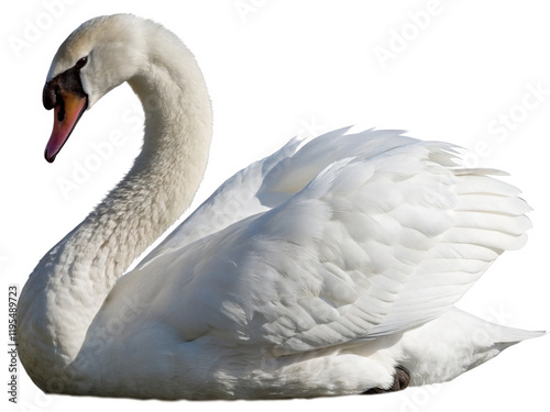 Fototapeta Naklejka Na Ścianę i Meble -  swan isolated on a transparent background.