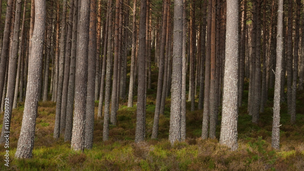 Fototapeta premium tall pine tree trunks