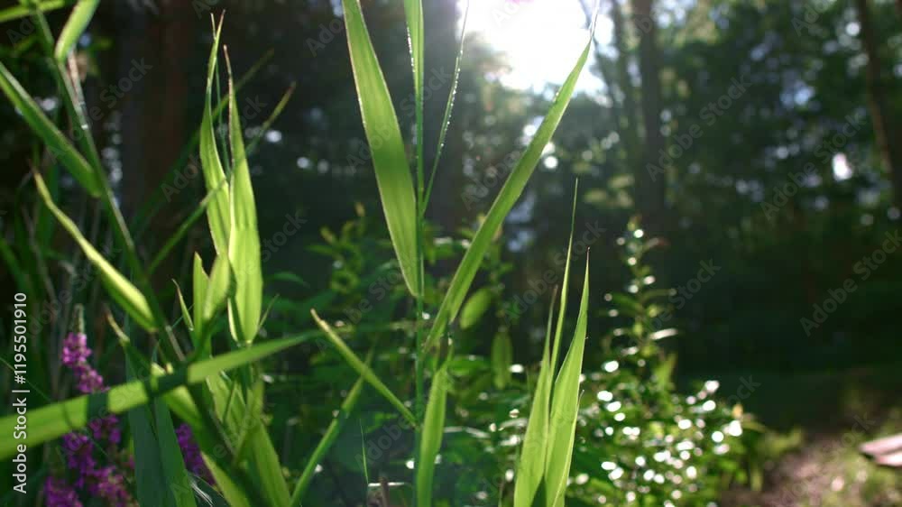 Sun rays create a bright atmosphere in a lush green forest during a serene summer day Sun rays create a bright atmosphere in a lush green forest during a serene summer day
