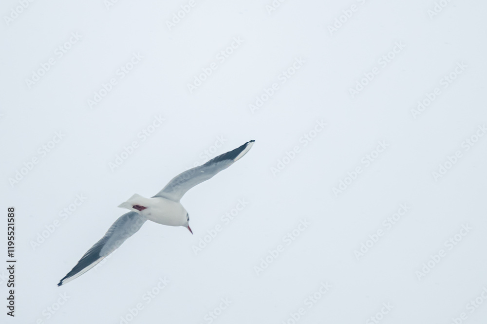 Fototapeta premium DSC_7212.NEF