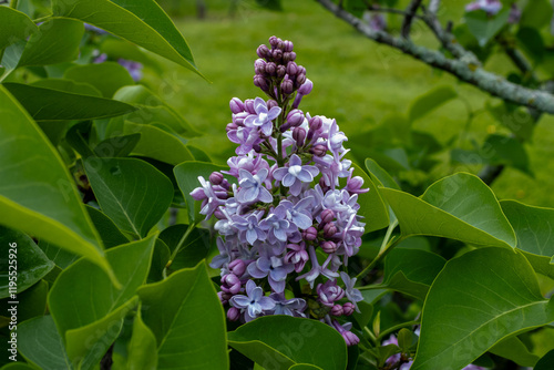 Soft Pink Lilac enhanced by chartreuse leaves  bursts into bloom in spring