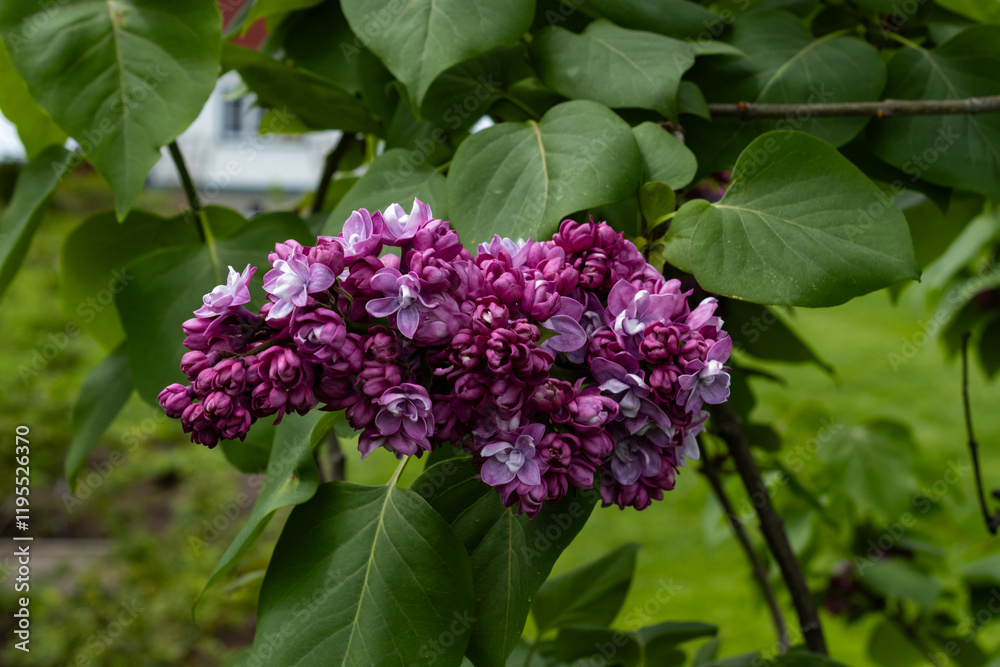 Rosy Lilac; a colorful lilac beginning to bloom in spring with deeper hues of purple and magenta Rosy Lilac; a colorful lilac beginning to bloom in spring with deeper hues of purple and magenta