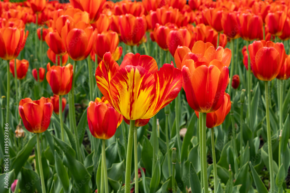 Standout Tulip; one orange and yellow tulip stands out among the bed of standard orange Standout Tulip; one orange and yellow tulip stands out among the bed of standard orange