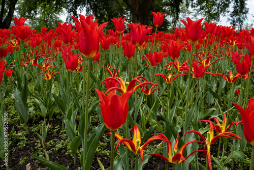 Vibrant Fringed Tulips in a flower bed in spring; red and yellow edged