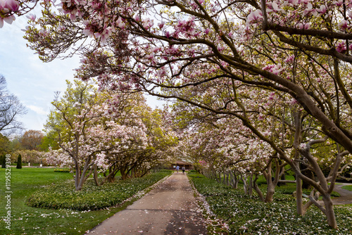 Under the Magnolias a path proceeds on a cloudy spring day 