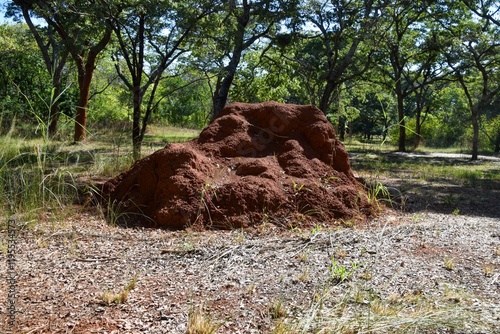 A large termite mound in a nature reserve in Africa photo