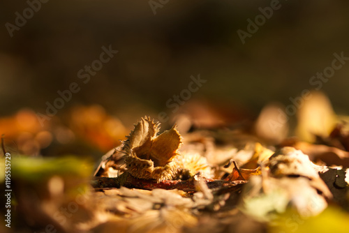 Fotografie beechnuts in sunlight, close-up of beechnuts, open beechnut, brown forest floor