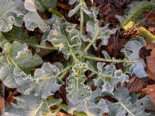 Obraz na plátně Heavy frost glisteniong on winter vegetable leaves in kitchen garden morning sun