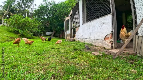 chickens and rooster in the coop, scratching and interacting with each other.