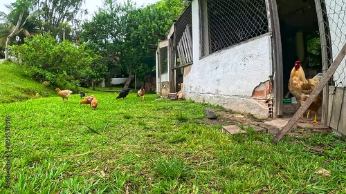 chickens and rooster in the coop, scratching and interacting with each other.
