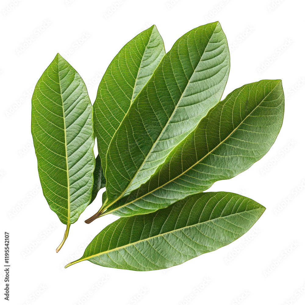 Fototapeta premium Lush green guava leaves isolated on transparent background
