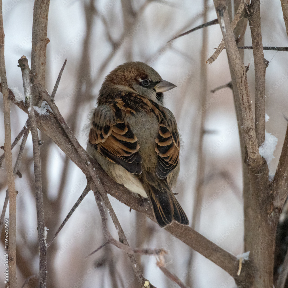 portrait of a sparrow portrait of a sparrow