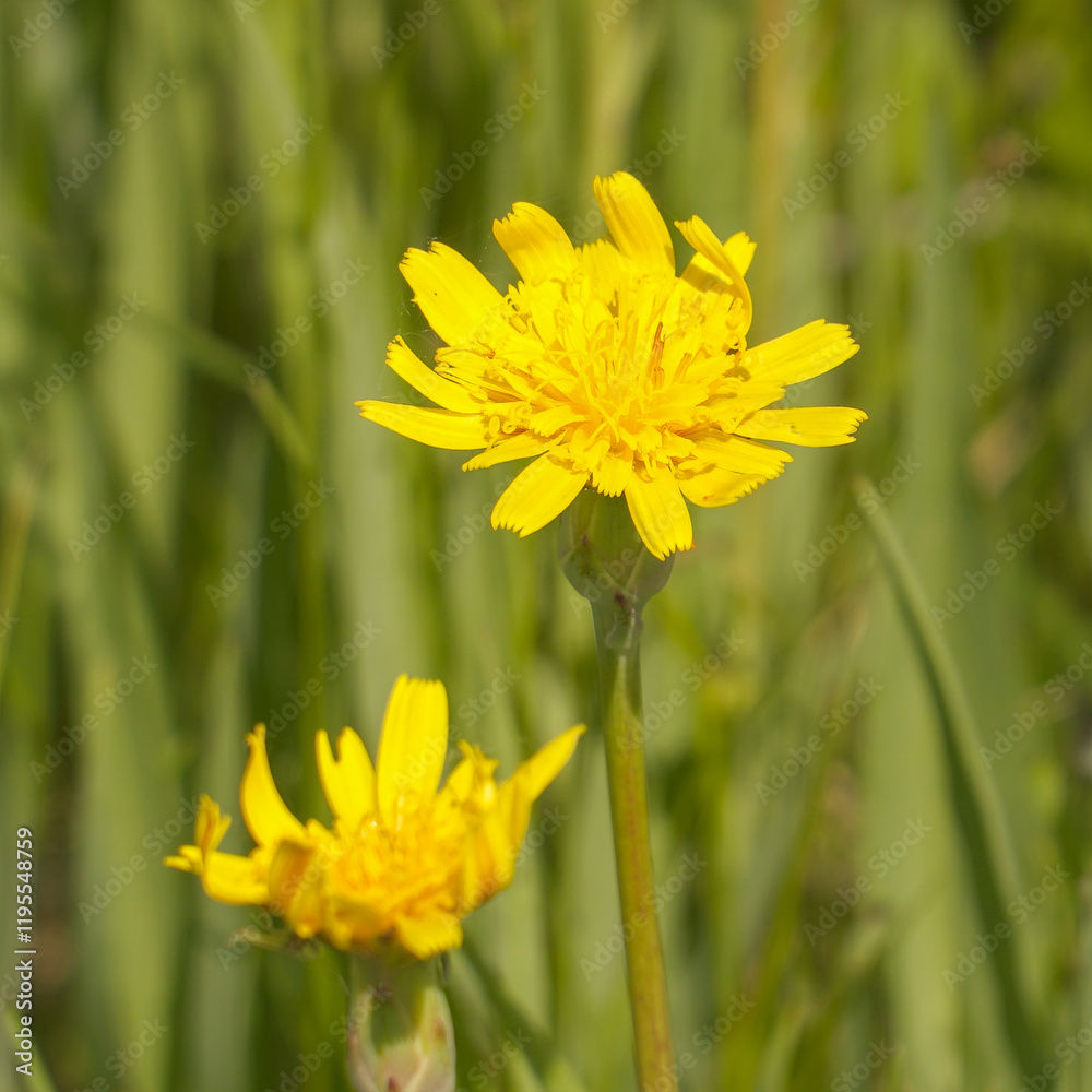A clearing of bright yellow flowers in a green meadow. Wall Hawkweed or Hieracium murorum A clearing of bright yellow flowers in a green meadow. Wall Hawkweed or Hieracium murorum