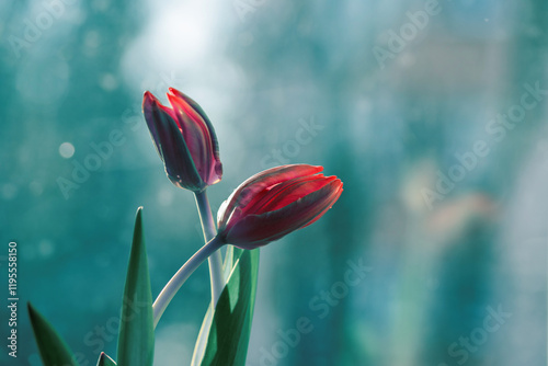 Tulipany, wiosenne tło, dekoracja wnętrz. © Elżbieta Kaps