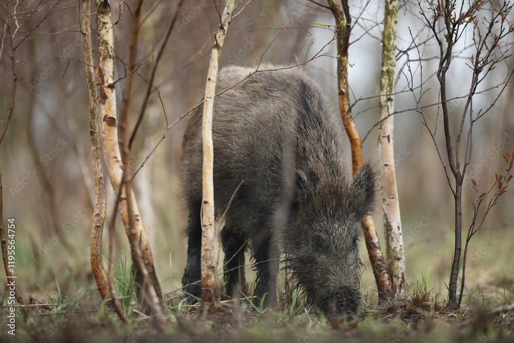 Dzik euroazjatycki, dzik, (Sus scrofa)