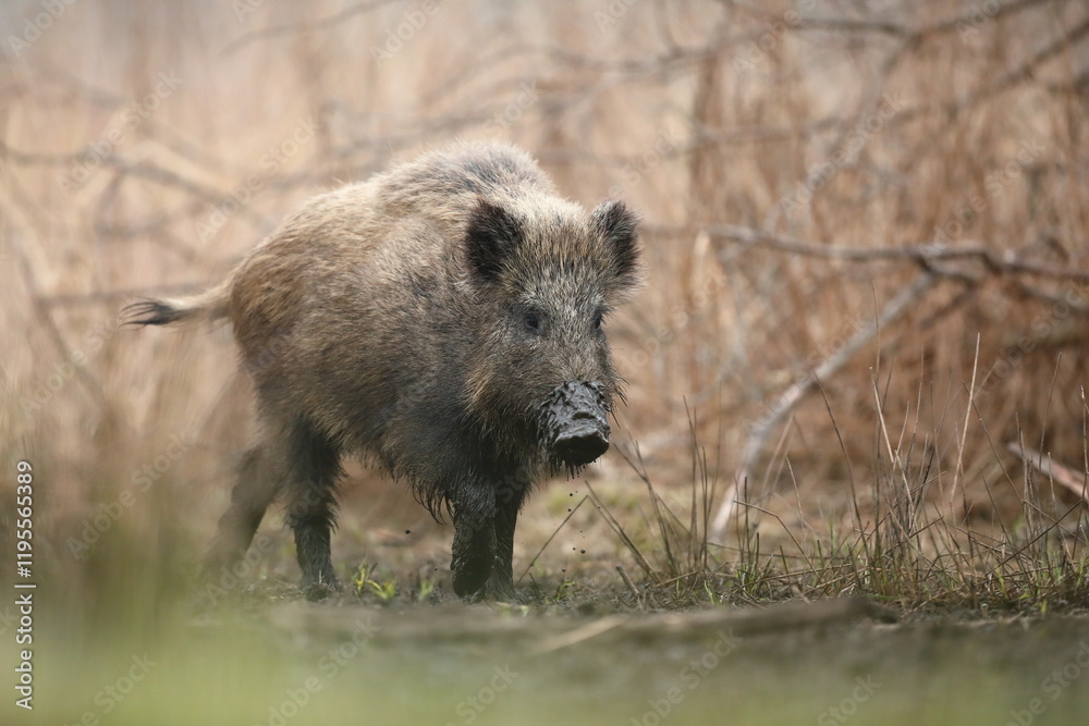 Dzik euroazjatycki, dzik, (Sus scrofa) Dzik euroazjatycki, dzik, (Sus scrofa)