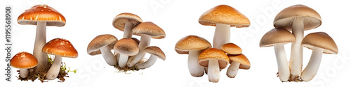 Mushroom isolated on transparent background, Set of