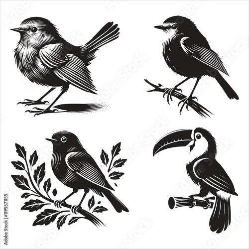 Birds vector collection 