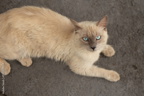 Um gato bonito, de olhos azuis, pelos fofos de cor creme e focinho escuro. Deitado na rua. Gato sem dono. photo