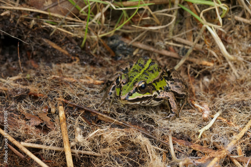 Closeup on the Eurasian marsh frog, Pelophylax ridibundus sitting in dried grass