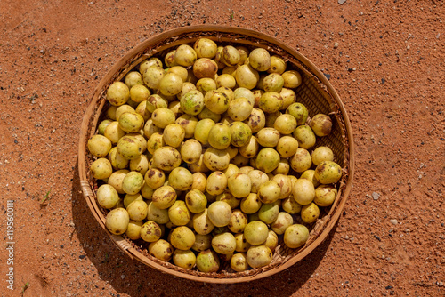 Ripe Sclerocarya birrea (Marula, Maroela, Mufula, Ukanyi) fruits with exposed ivory-white flesh