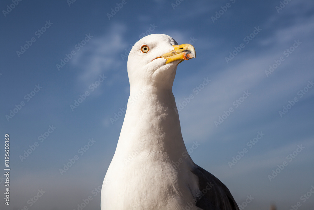 Gulls, or colloquially seagulls, are seabirds of the subfamily Larinae. They are most closely related to terns and skimmers, distantly related to auks, and even more distantly related to waders Gulls, or colloquially seagulls, are seabirds of the subfamily Larinae. They are most closely related to terns and skimmers, distantly related to auks, and even more distantly related to waders